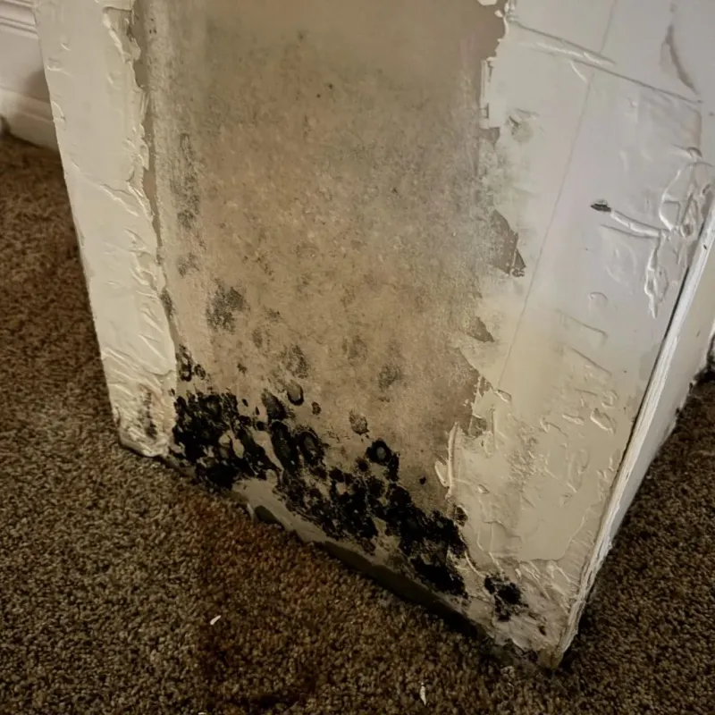 Professional Mold Removal in Omega, GA